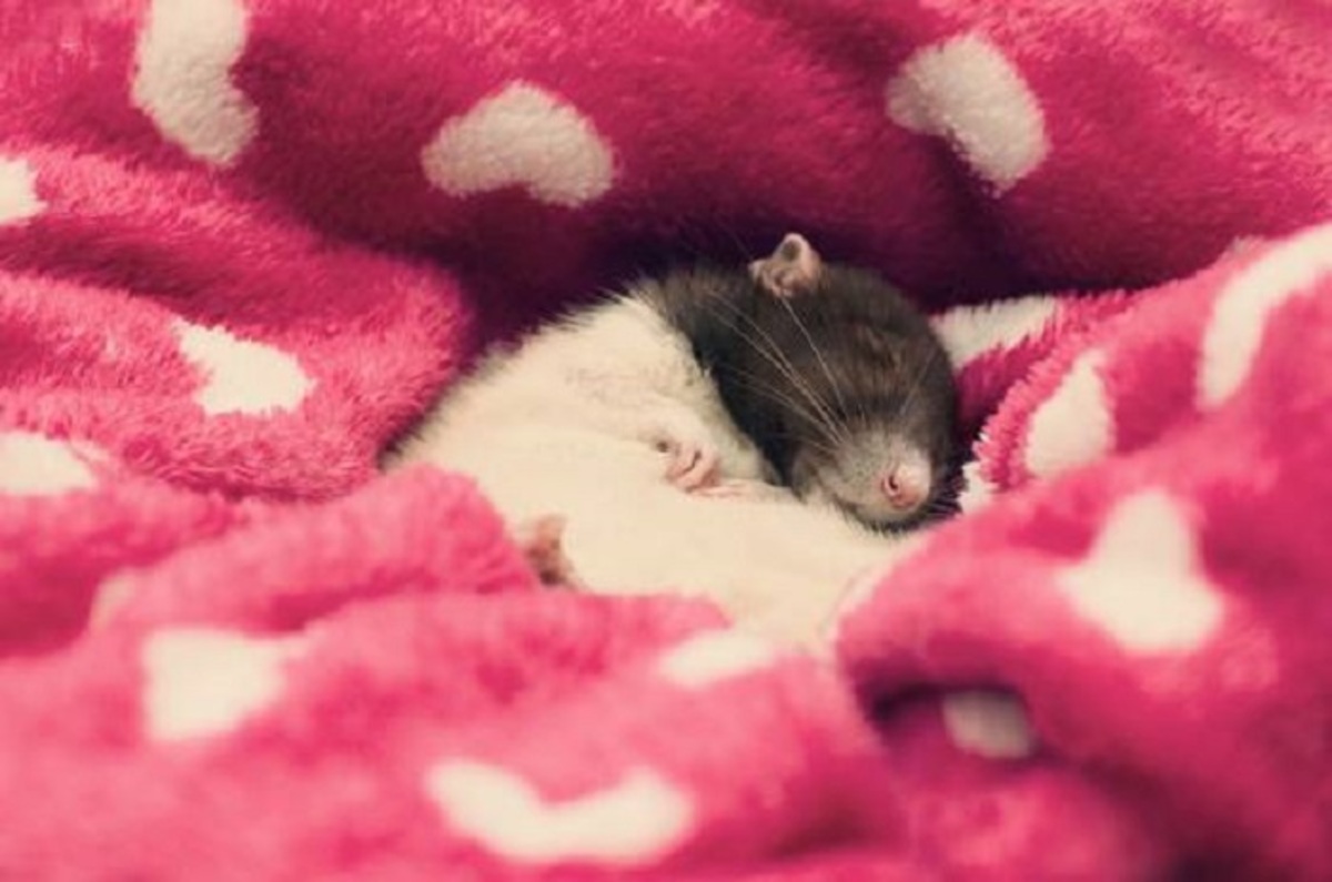 Домашняя крыса- Маленькое животное любит зарываться в теплые вещи, покрывала, особенно в холодную пору.