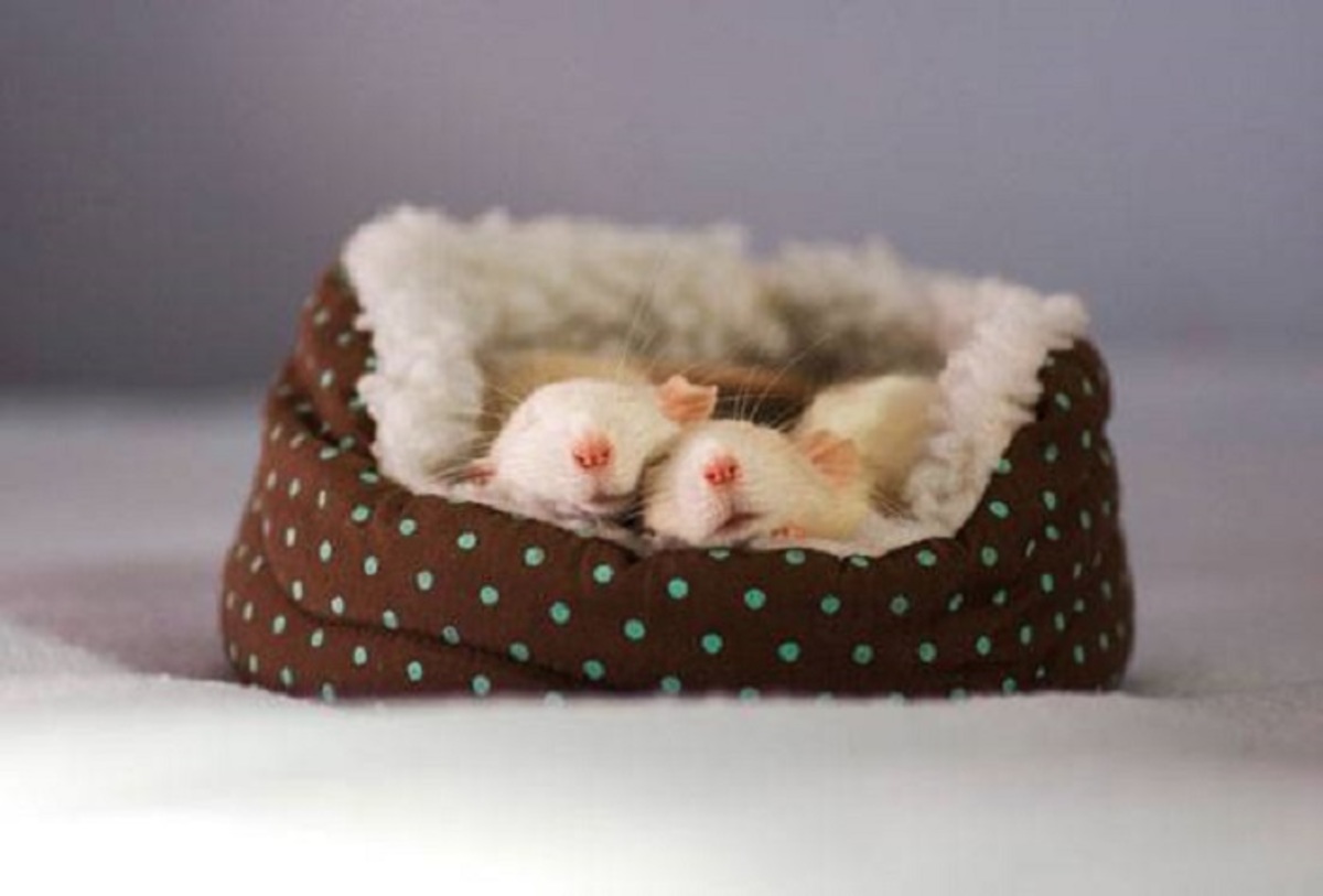 Вдвоем веселее- Интеллигентные мыши спят в своем домике.