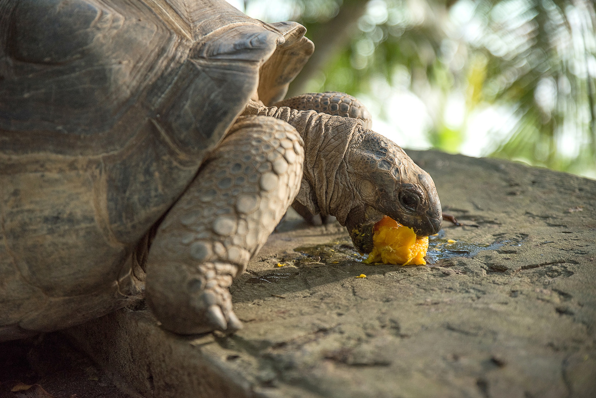 Сейшелы - Гигантская черепаха